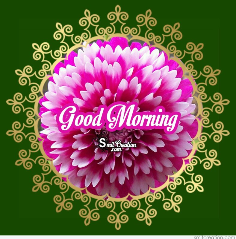 Good Morning Flowers Pictures And Graphics