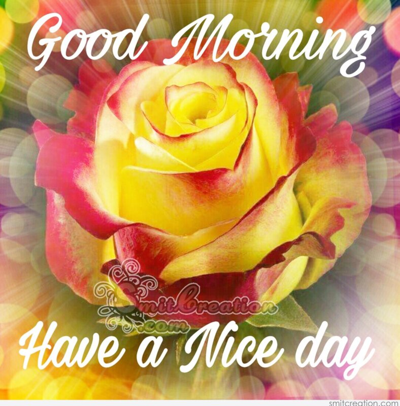 Good Morning Wishes Rose Pictures And Graphics