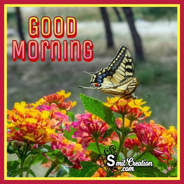 Beautiful Good Morning Lantana Flower Images - SmitCreation.com